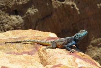 Blue-headed lizard (Agama atra) male sunning in Gordon\'s Bay